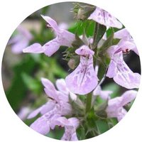 Stachys Sieboldii