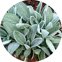 Stachys Lanata
