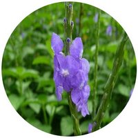 Stachytarpheta Jamaicensis