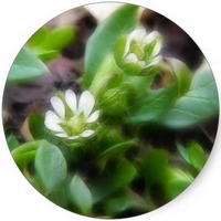 Stellaria Media - Pamplina