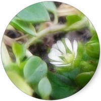 Stellaria Media - Alsine