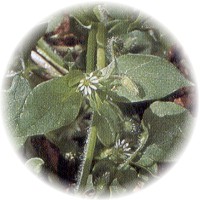 Stellaria Media - Pamplina