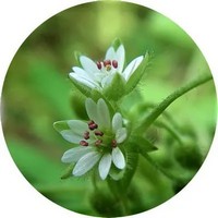 Stellaria Media - Alsine