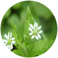 Stellaria Aquatica