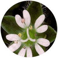 Stellaria Media - Pamplina