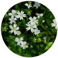 Stellaria Pungens