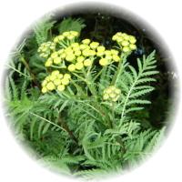 Tanacetum Vulgare
