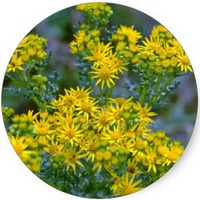 Tanacetum Vulgare