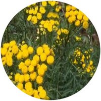 Tanacetum Balsamita
