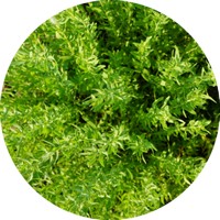 Tomillo: Thymus Vulgaris