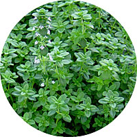 Tomillo - English Thyme