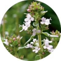 Tomillo - English Thyme