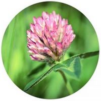 Trifoil - Trebol - Trifolium