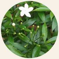 Valeriana Wallichii - Tagar