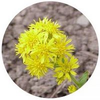 Solidago Canadensis