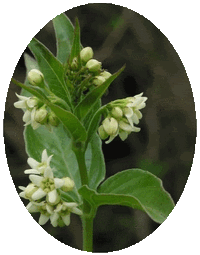 Vincetoxicum Hirundinaria