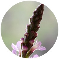 Verbena - Vervain
