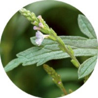 Verbena Officinalis- Vervain