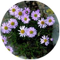 Cyanthillium Cinereum - Vernonia Cinerea