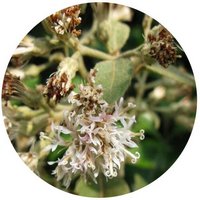 Vernonia Solanifolia