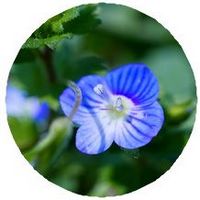 Veronica Arvensis - Speedwell