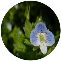 Veronica Arvensis - Speedwell