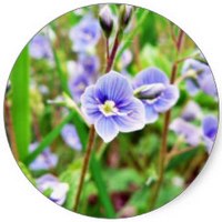 Veronica Acuatica - Speedwell