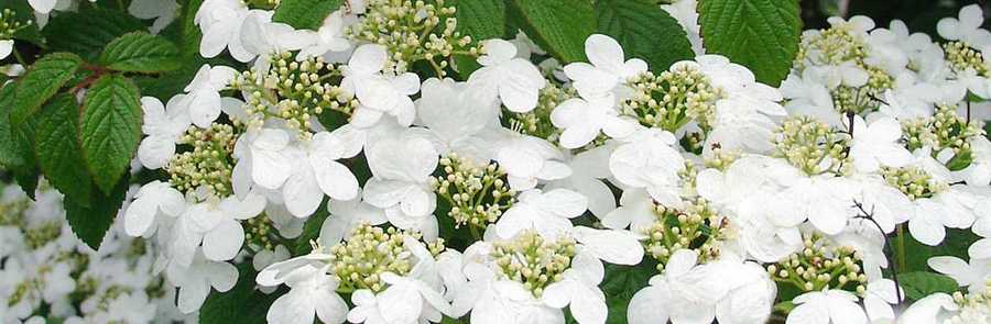Viburnum