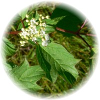 Viburnum Opulus