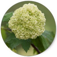 Viburnum Burkwoodii