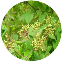 Viburnum Dilatatum