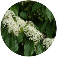 Viburnum Luzonicum