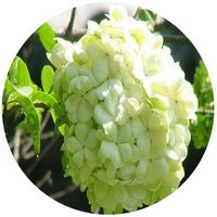 Viburnum Macrocephalum