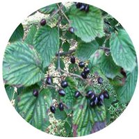 Viburnum Melanocarpum