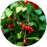 Viburnum Prunifolium