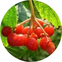 Viburnum Prunifolium