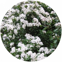 Viburnum Tinus