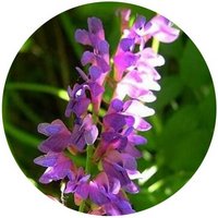 Vicia Sativa