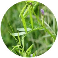 Vicia Sativa