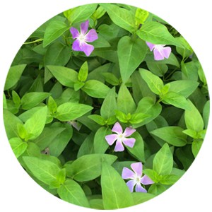 Vinca Pervinca - Periwinkle