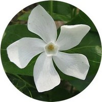 Vinca Pervinca - Periwinkle