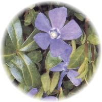 Vinca Pervinca - Periwinkle