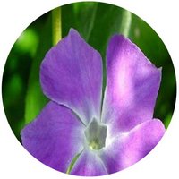 Vinca Pervinca - Periwinkle