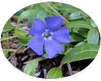 Vinca Minor - Lesser Periwinkle