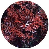 Chondrus - Musgo de Irlanda