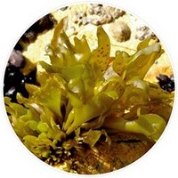 Mazzaella Laminarioides