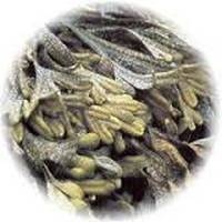 Fucus Vesiculosus - Sargazo