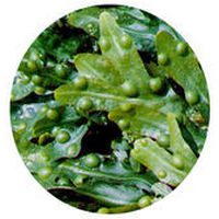 Fucus Vesiculosus - Sargazo