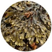 Fucus Vesiculosus - Sargazo
