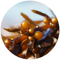 Sargassum Muticum - Sargazo